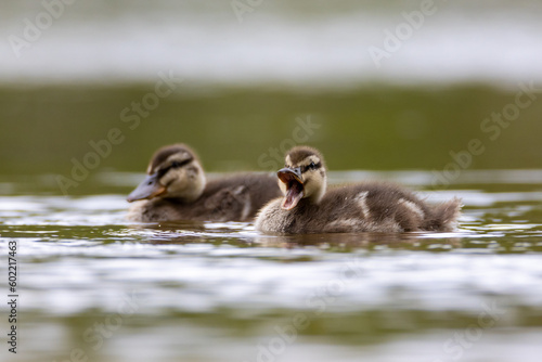 Mallard duck younglings