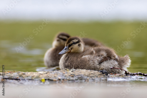 Mallard duck younglings