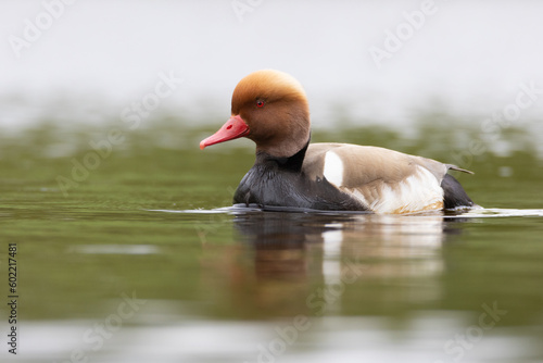 Red-crested pochard male