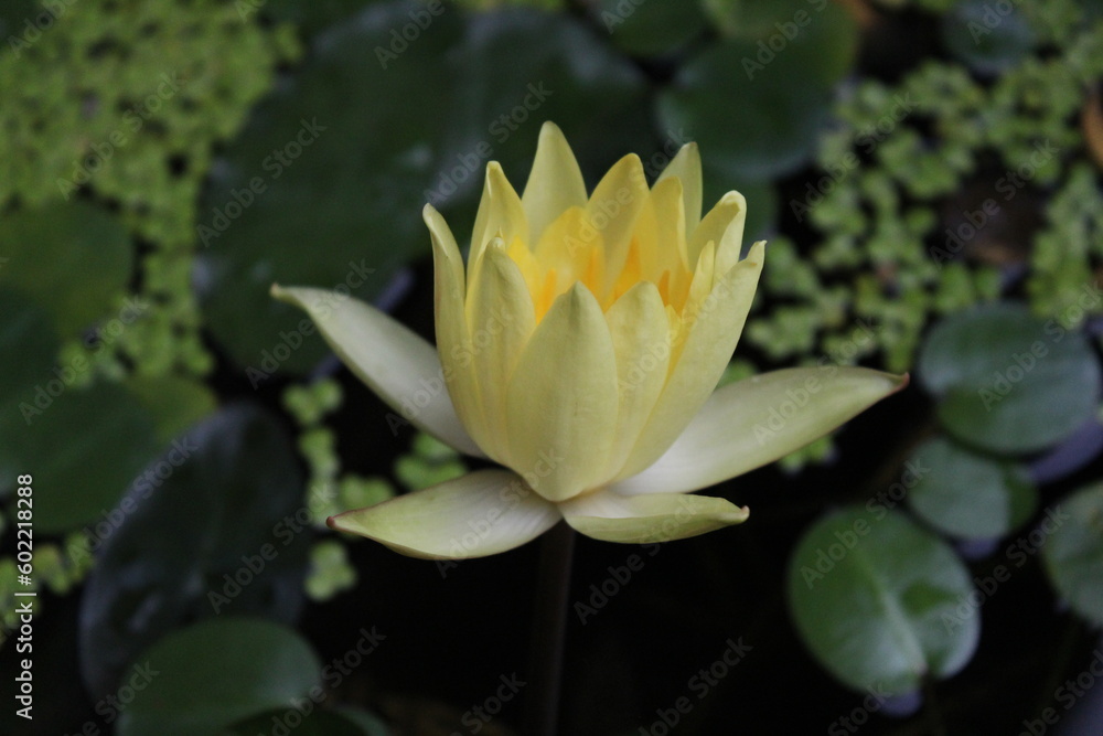 Yellow Lotus Flowers: Exploring the Beauty and Symbolism of Aquatic Ecosystems Yellow Lotus Flowers: Exploring the Beauty and Symbolism of Aquatic Ecosystems