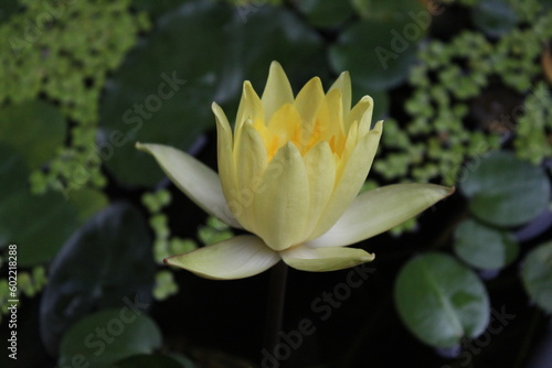 Yellow Lotus Flowers: Exploring the Beauty and Symbolism of Aquatic Ecosystems