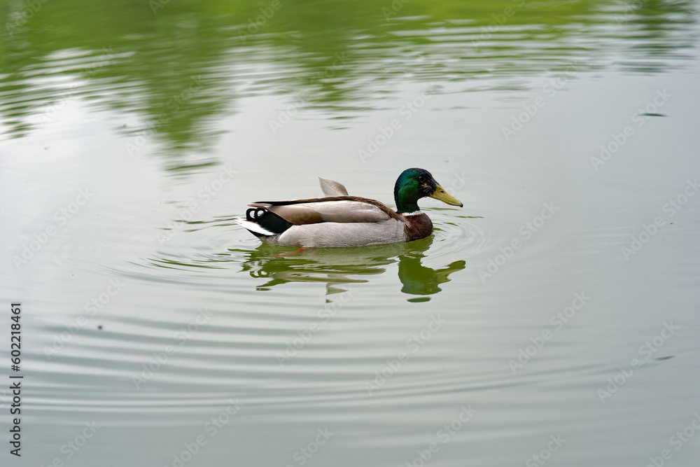 Pond at public park named Irchel with swimming male mallard duck. Photo taken May 9th, 2023, Zurich, Switzerland. Pond at public park named Irchel with swimming male mallard duck. Photo taken May 9th, 2023, Zurich, Switzerland.