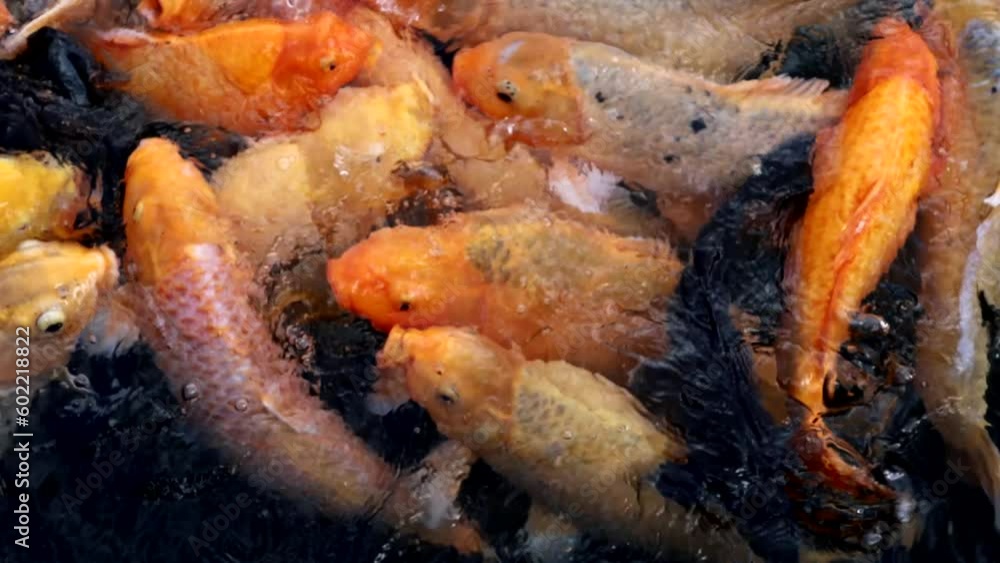Tirta Gangga, Bali, Indonesia Fish in bred feeding frenzy in a pond in the temple. Tirta Gangga, Bali, Indonesia Fish in bred feeding frenzy in a pond in the temple.