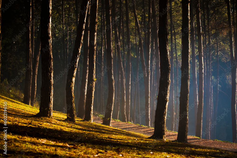 Obraz premium pine wood and beautiful morning sun light at pang ung mae hong sorn northern of thailand