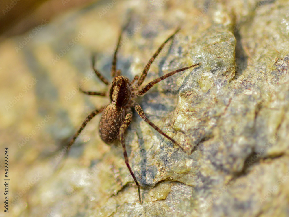 Macro of Pardosa amentata, the wolf spider or spotted wolf spider, small brown spider Macro of Pardosa amentata, the wolf spider or spotted wolf spider, small brown spider
