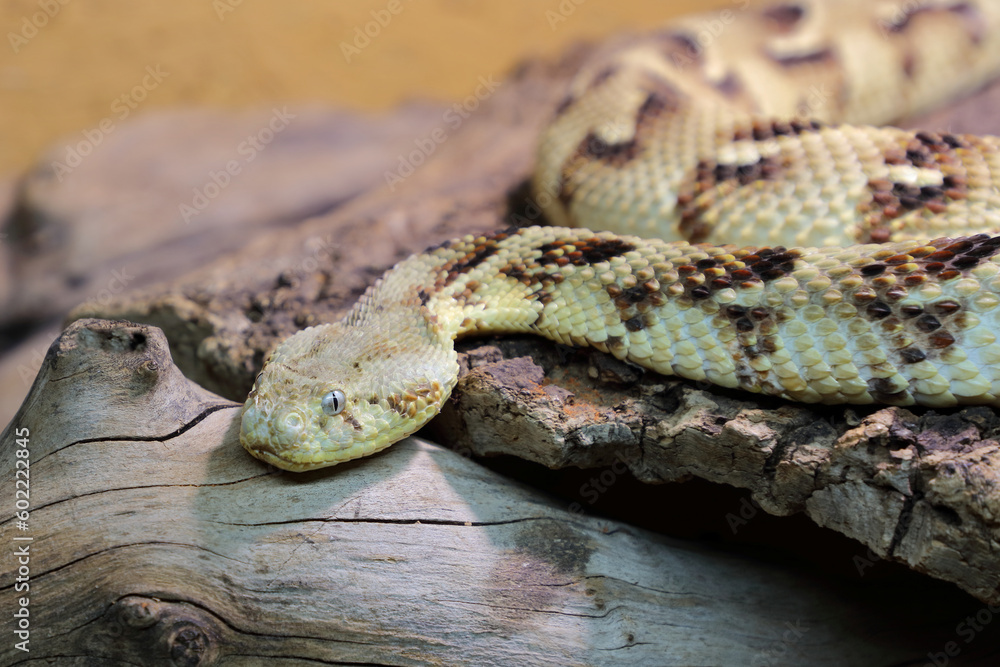 Fototapeta premium Puffotter / Puff adder / Bitis arietans