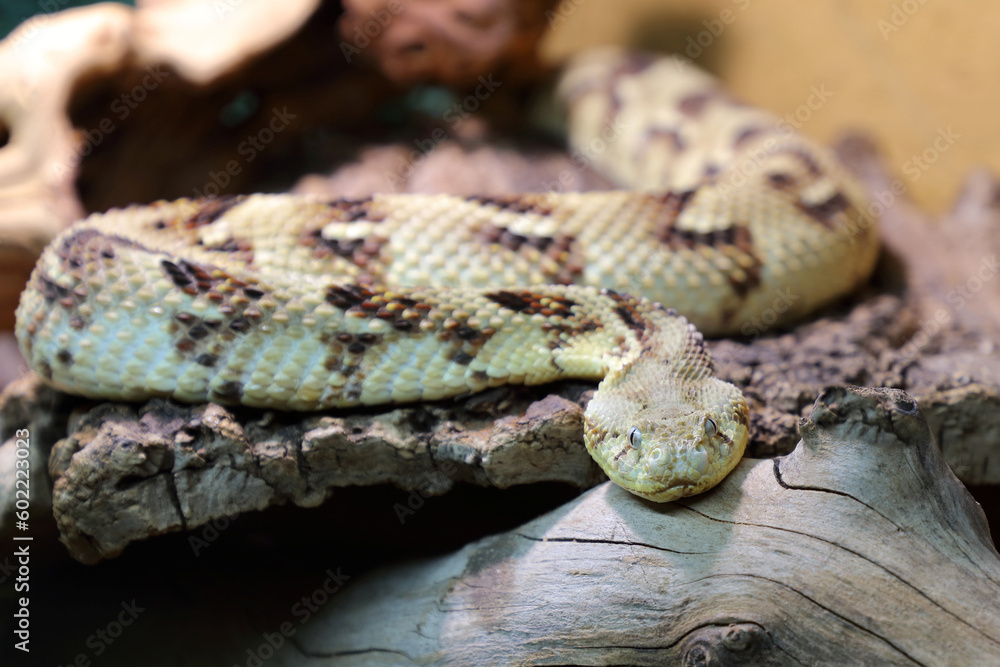 Puffotter / Puff adder / Bitis arietans Puffotter / Puff adder / Bitis arietans