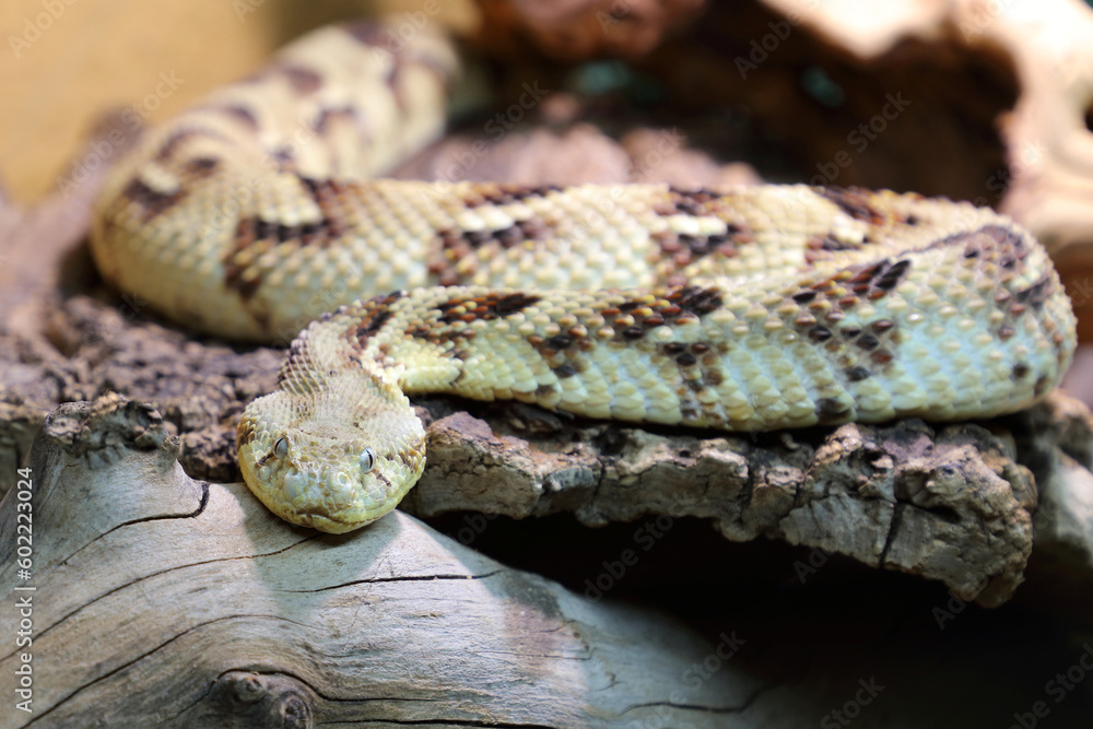 Puffotter / Puff adder / Bitis arietans Puffotter / Puff adder / Bitis arietans