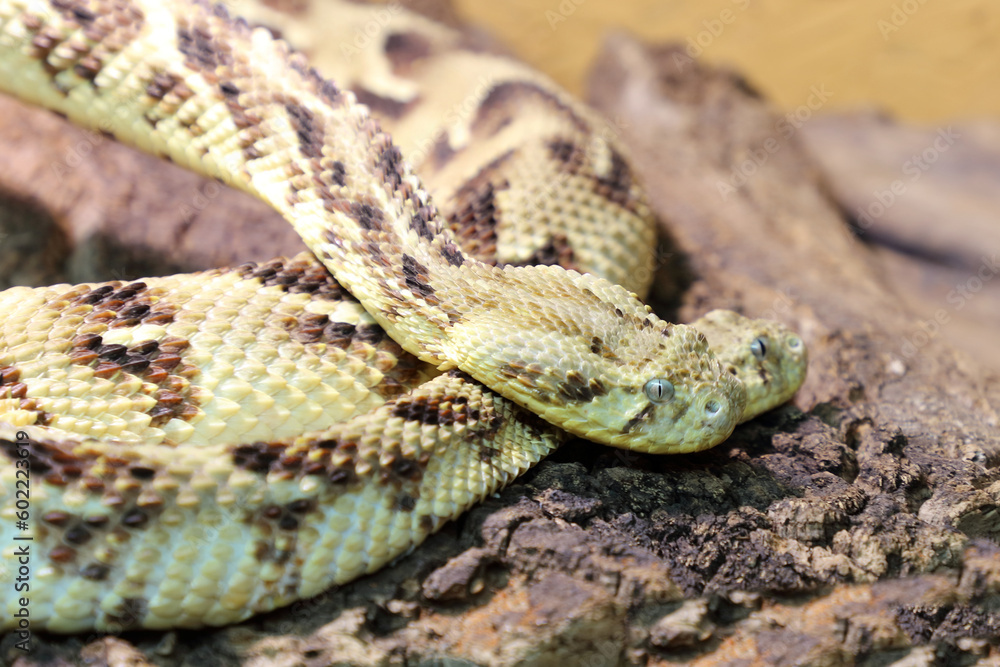 Puffotter / Puff adder / Bitis arietans Puffotter / Puff adder / Bitis arietans