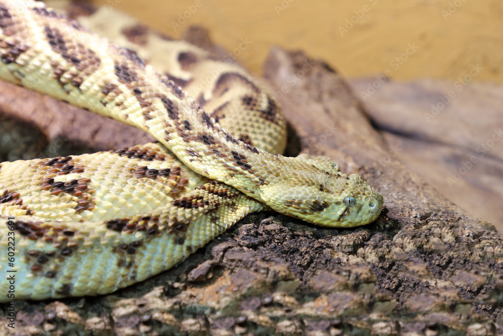 Puffotter / Puff adder / Bitis arietans Puffotter / Puff adder / Bitis arietans