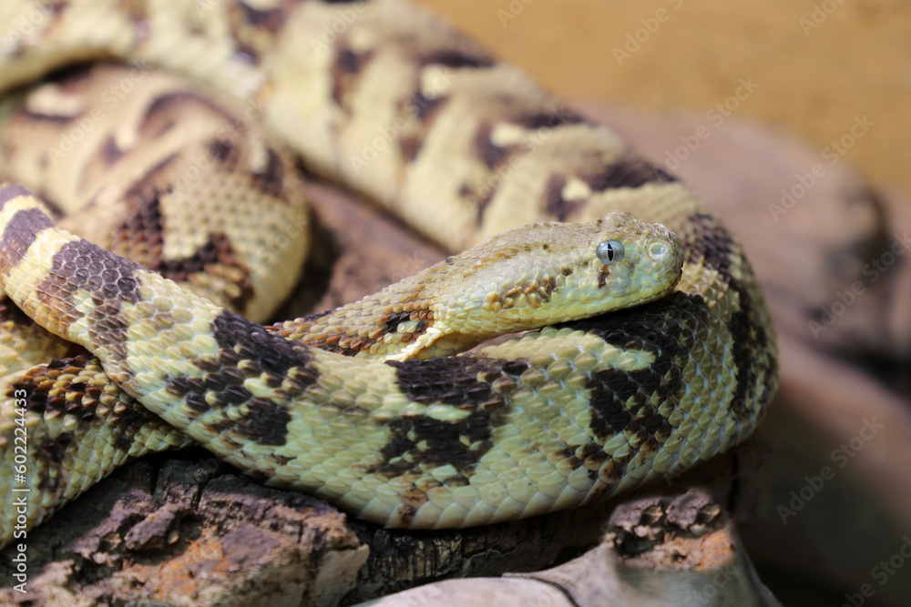 Puffotter / Puff adder / Bitis arietans Puffotter / Puff adder / Bitis arietans