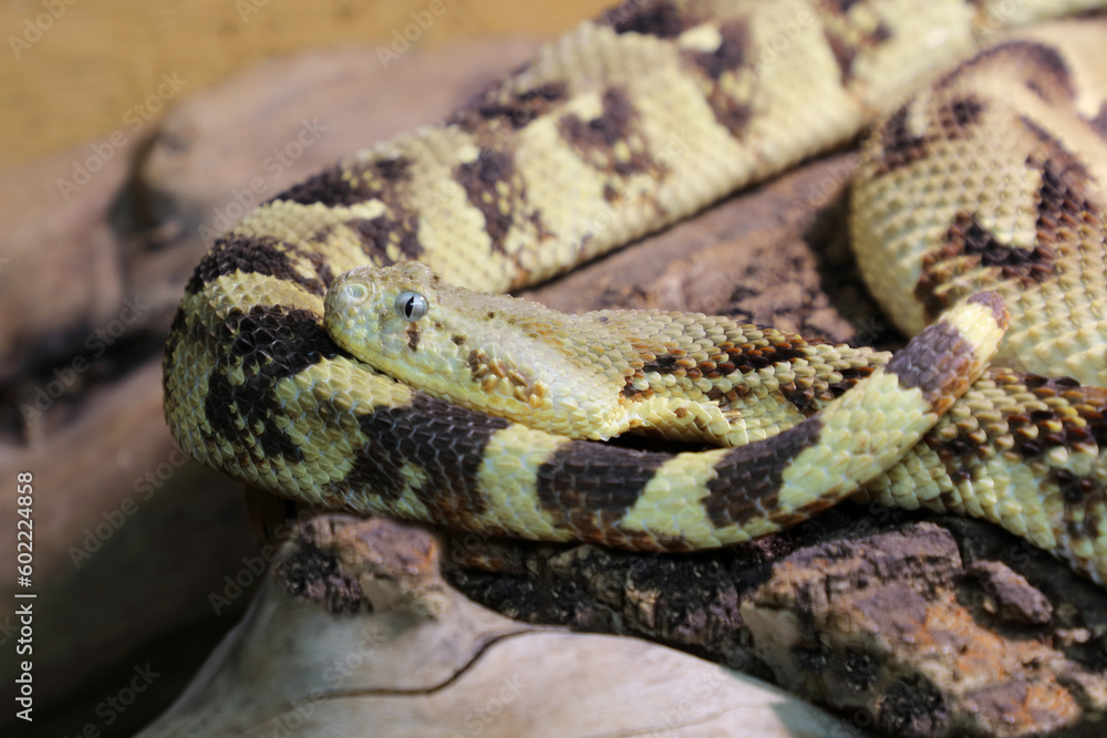 Puffotter / Puff adder / Bitis arietans Puffotter / Puff adder / Bitis arietans