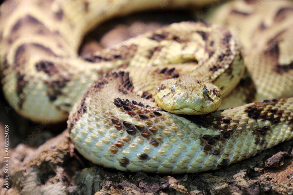 Puffotter / Puff adder / Bitis arietans Puffotter / Puff adder / Bitis arietans