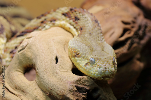 Puffotter / Puff adder / Bitis arietans photo