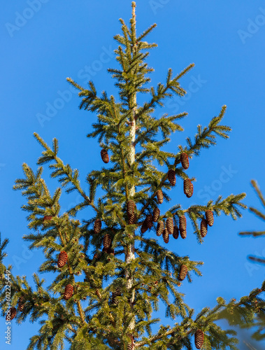 Pine tree with cones on blue sky background, close-up