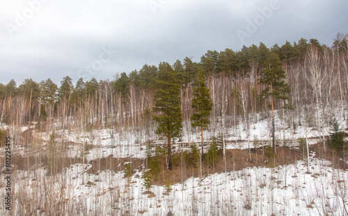 Forest in early spring. Early spring forest. Early spring forest. First warm days