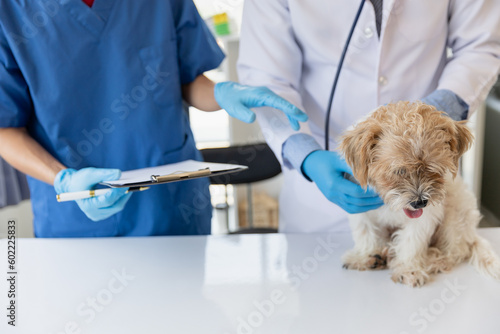 Fototapeta Naklejka Na Ścianę i Meble -  Veterinary doctor and assistant working together examining dog on table in veterinary clinic Pet health care and medical concept. Close-up.