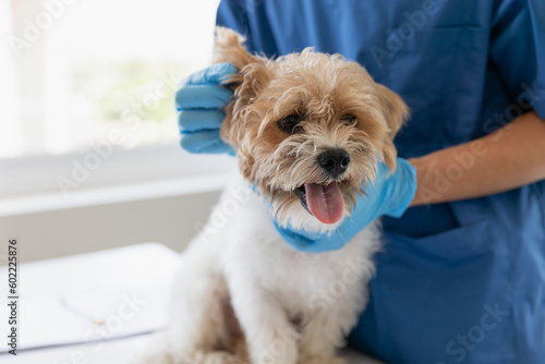 Veterinary doctor and assistant working together examining dog on table in veterinary clinic Pet health care and medical concept. Close-up.