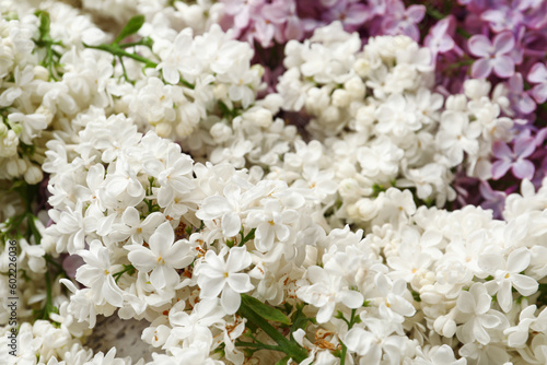 Beautiful fragrant lilac flowers, closeup © Pixel-Shot