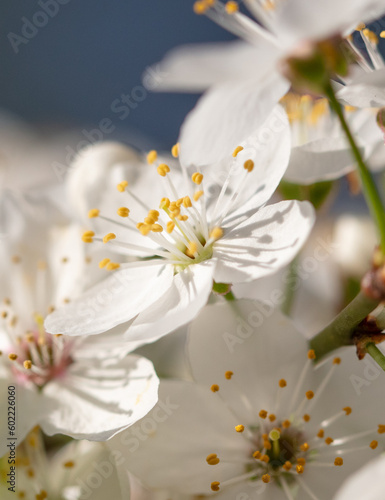 Flowers on a cherry tree in spring.