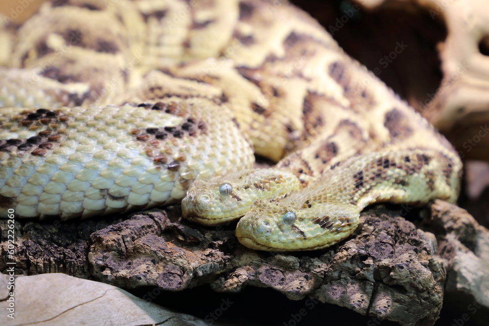 Puffotter / Puff adder / Bitis arietans Puffotter / Puff adder / Bitis arietans