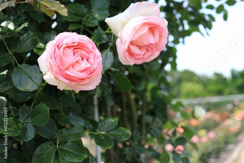 満開のバラの花