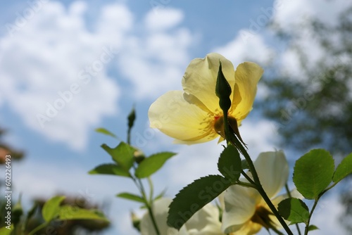 満開のバラの花