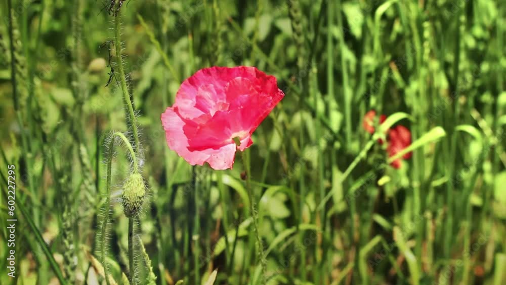 Pink poppies flowers bloom swaying from wind in meadow close up in spring. Nature concept Pink poppies flowers bloom swaying from wind in meadow close up in spring. Nature concept