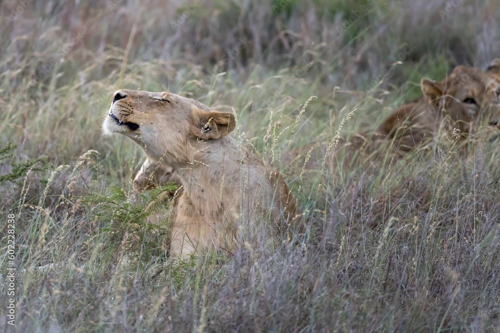 lion stretching in tall grass, Kruger park, South Africa lion stretching in tall grass, Kruger park, South Africa