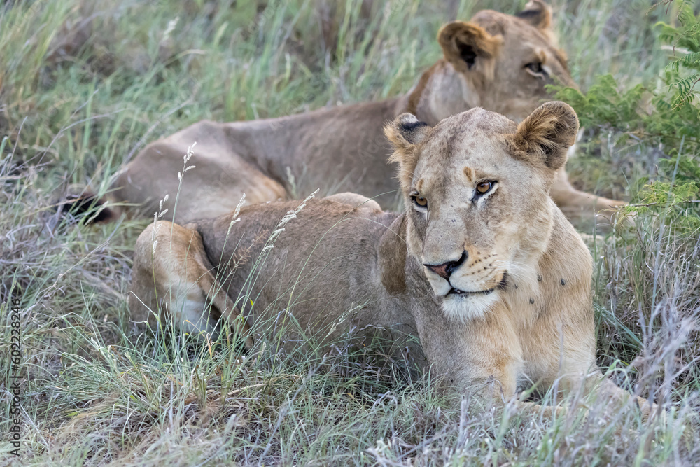 two lions laying in tall grass, Kruger park, South Africa two lions laying in tall grass, Kruger park, South Africa
