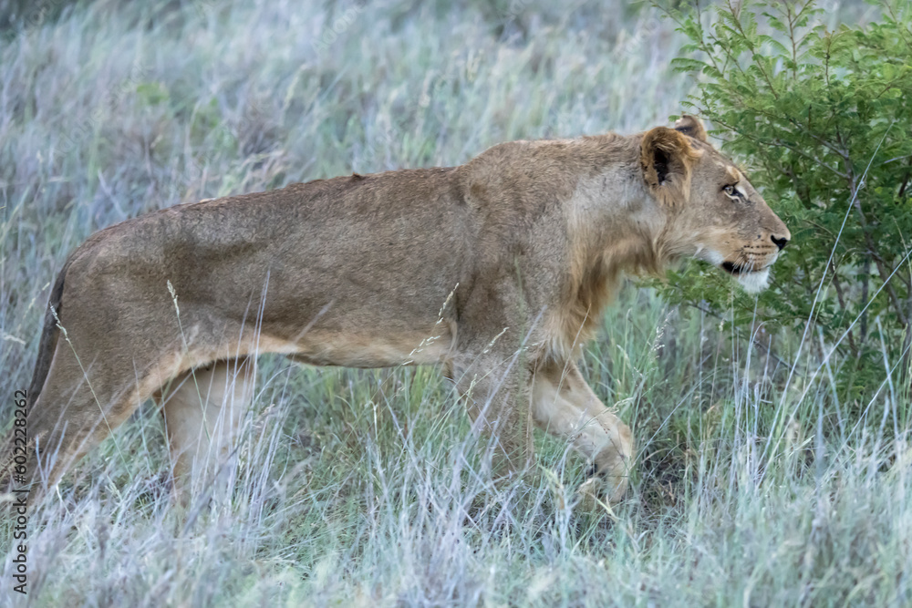 Naklejka premium young lion hunting in tall grass, Kruger park, South Africa