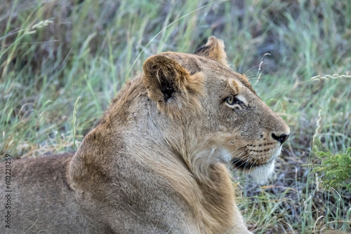 profile of lion laying in tall grass, Kruger park, South Africa