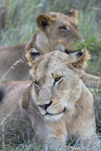 heads of two lions in tall grass  Kruger park  South Africa