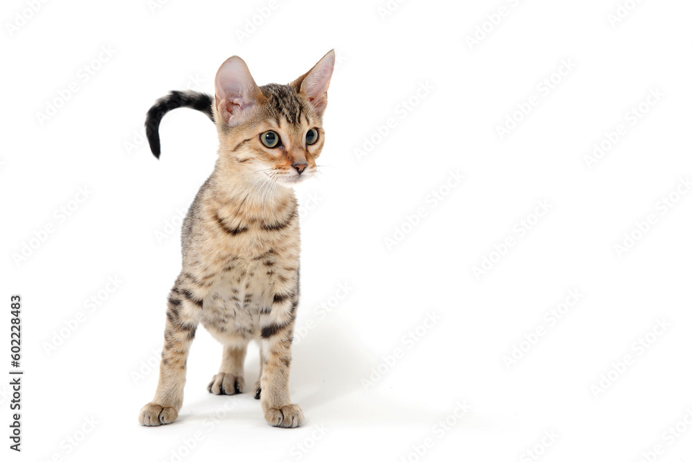 Obraz premium Purebred smooth-haired cat on a white isolated background