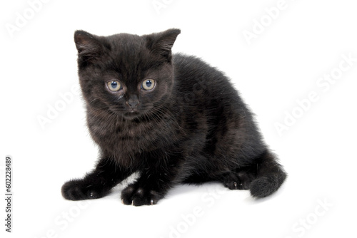 Fototapeta Naklejka Na Ścianę i Meble -  fluffy purebred black kitten sits sideways on an isolated background