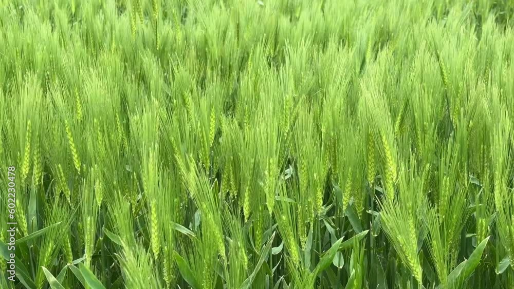 Green Barley(Cheongbori) field in the spring at Jeju, South Korea Green Barley(Cheongbori) field in the spring at Jeju, South Korea