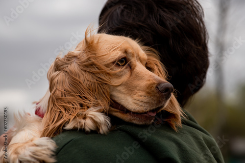 A cocker spaniel with a sad look lies on a man's shoulder and looks somewhere. A brunette man holds a spaniel puppy in his arms. photo