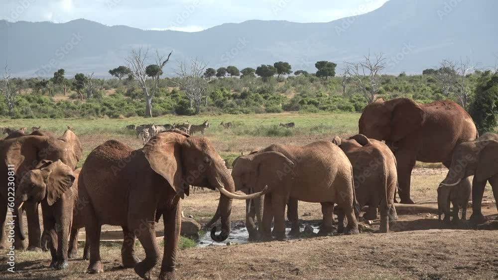 African elephants on the pond drink water. Herd of elephants standing