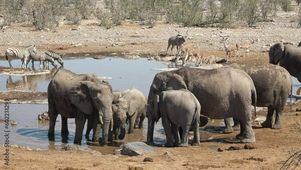 African elephants on the pond drink water. Herd of elephants standing
