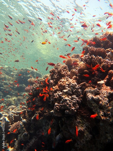 red sea fish and coral reef of blue hole dive in Egypt 