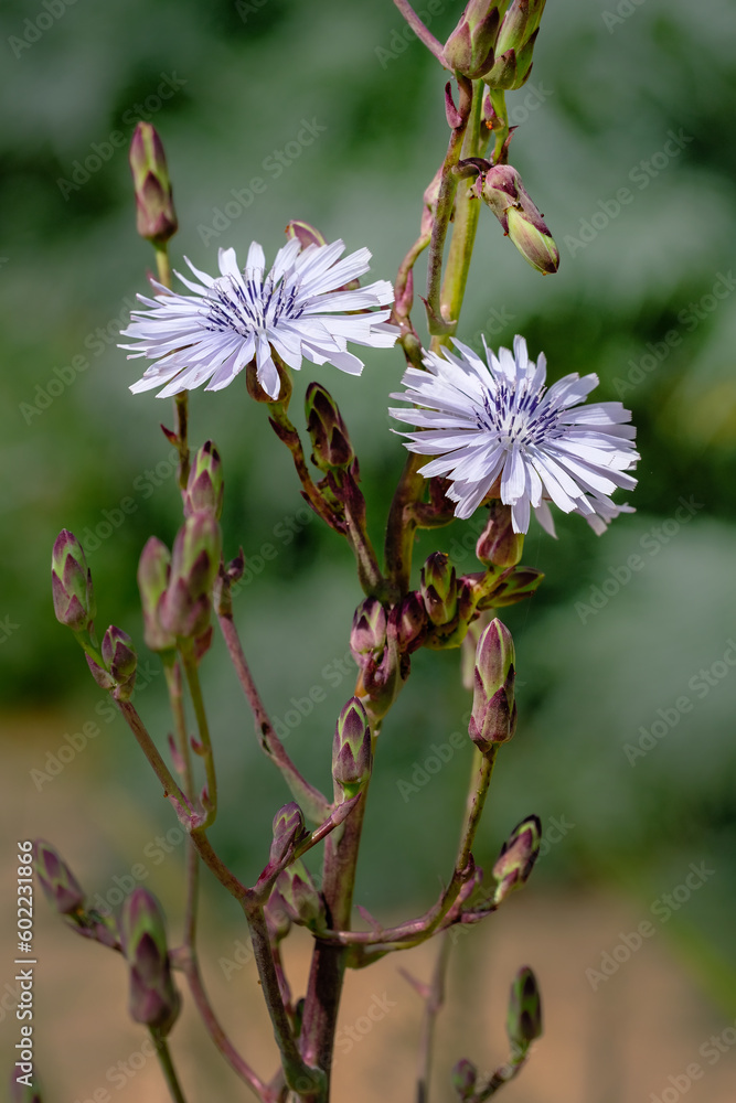 Violet Lactuca tenerrima flowers plant close up Violet Lactuca tenerrima flowers plant close up