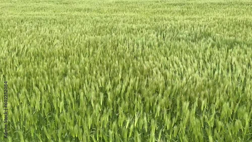 Green Barley(Cheongbori) field in the spring at Jeju, South Korea Green Barley(Cheongbori) field in the spring at Jeju, South Korea