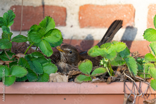 Female blackbird breeding in a balcony box between strawberries