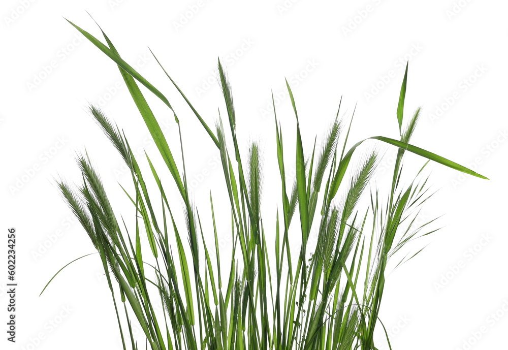 Green fresh sod grass isolated on white texture with clipping path Green fresh sod grass isolated on white texture with clipping path