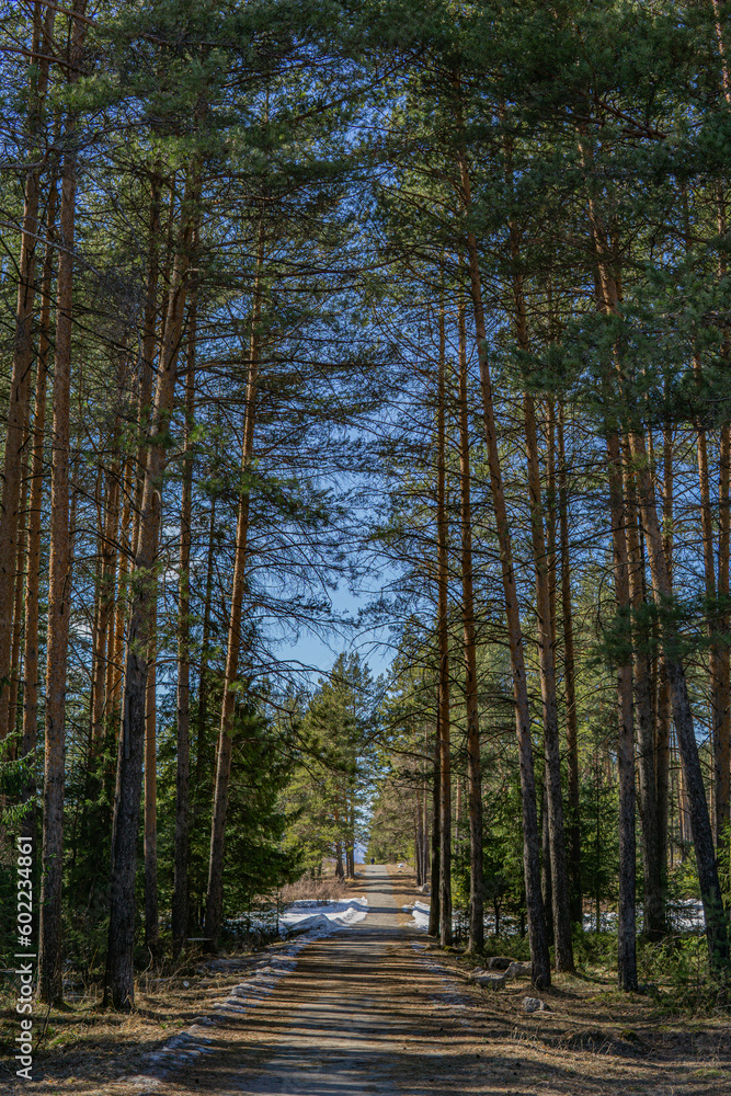 Fototapeta premium path in the woods