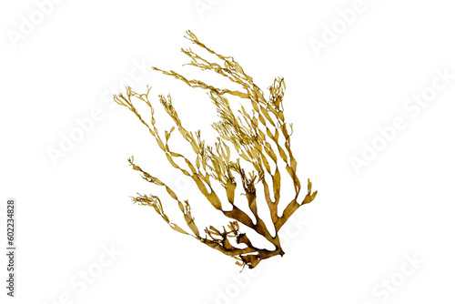 Dictyota brown seaweed branch isolated transparent png. Brown algae. photo