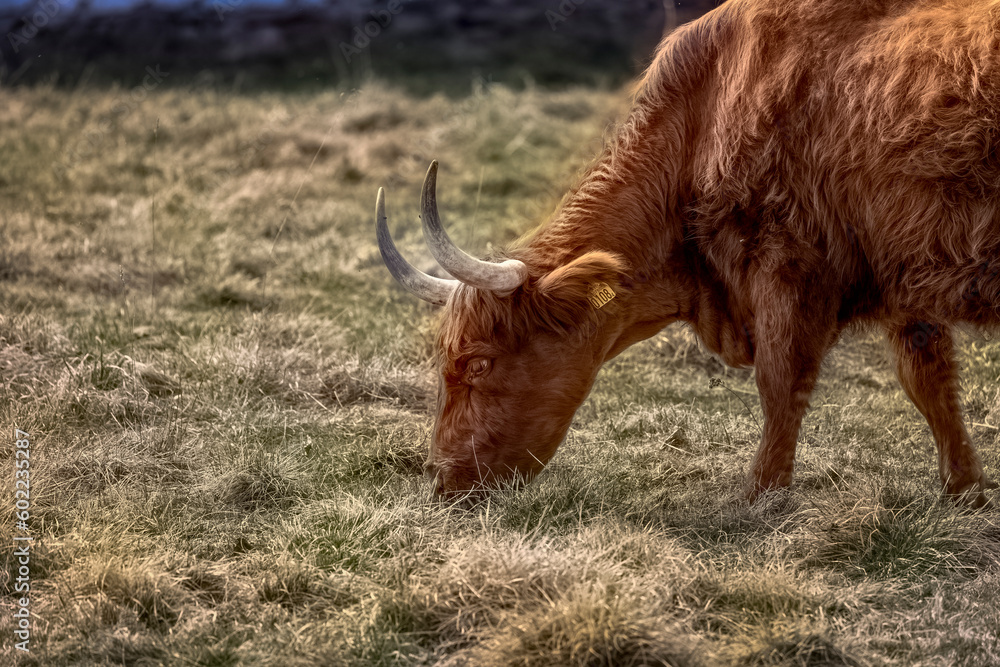 Animal husbandry of Highland cattle in Sweden Animal husbandry of Highland cattle in Sweden