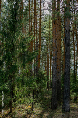 forest in the morning © Алексей Рязанов