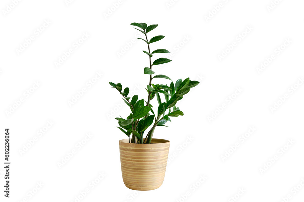 Houseplant Zamioculcas in a flower pot against a white brick wall, isolated on white background. Home plant on white table, closeup Houseplant Zamioculcas in a flower pot against a white brick wall, isolated on white background. Home plant on white table, closeup