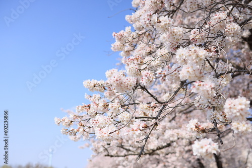 日本　自然風景　桜